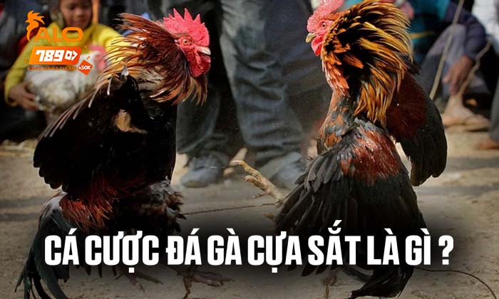 Cá cược đá gà cựa sắt là gì Cá cược đá gà cựa sắt là gì