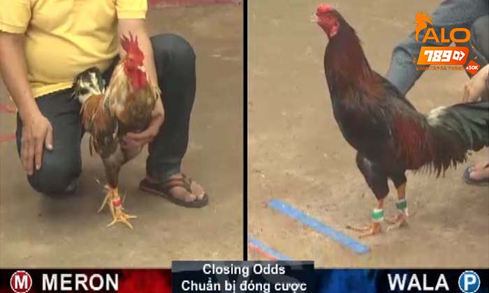 Các bước tham gia cá cược đá gà cựa sắt tại ALO789 Các bước tham gia cá cược đá gà cựa sắt tại ALO789